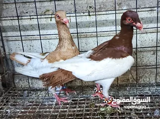  22 حمام الماني نخب جواز وفردات