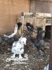 5 الدجاج السلطاني