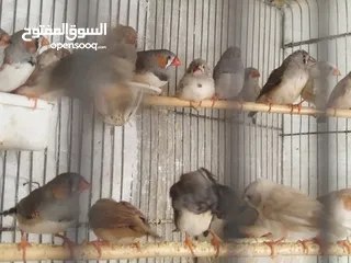  7 مخاليف طيور جنه