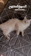  1 Cat for adoption قطه للتبني