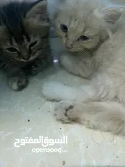  2 قطط صغيره لبيع