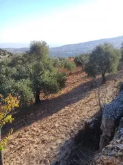  1 قطعة مزروعة بالكامل مخدومة