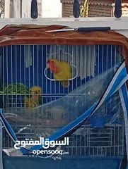 1 جوز روز اصفر عين حمرا تحتهم فرخين