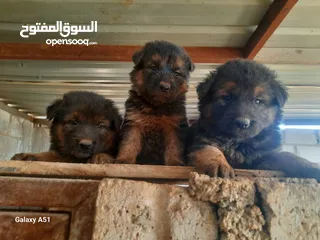  1 جيرمن العمر 50 يوم