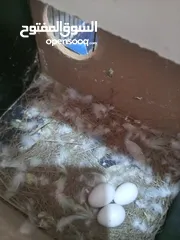  2 طيور للبيع