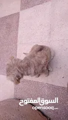  2 كلب عمر شهرين بيور
