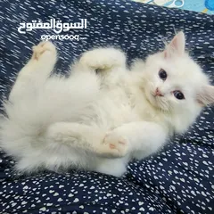  3 قطط شيرازيه للبيع