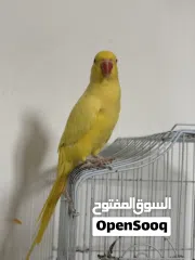  2 للبيع بغبغاء اصفر يتكلم أشياء بسيط مع قفص وقاعده و مبردين لالاضافر