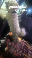  2 كلب جيد نوع مالتيز