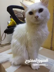  6 قطط للبيع شيرازيه