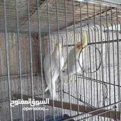  5 كوكتيل لاتينو شغال