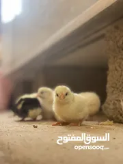  5 دجاج عماني فرنسي  عمر شهر تم تلقي التحصينات السعر  0.35 بيسه