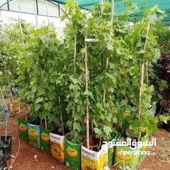  25 مشاتل السهل الاخضر الزراعيه تنسيق حدائق ومزارع