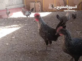  3 فراخ للبيع