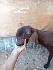  2 صخل صلاه النبي عليها اقرا الوصف