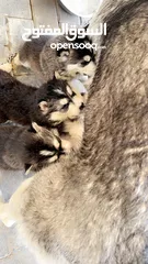  4 Top line husky puppies from Microchipped parents and Passport