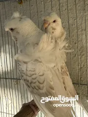  4 جوز هوقو رومو لاسوينج