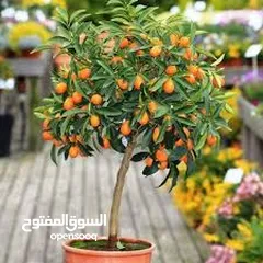  13 اشجار مثمره