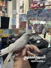 2 كوكتيل البينو بيصا عين حمرة أليفة حمامة جاهزة للإنتاج والتسليم