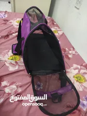  6 قطة بارسيان (فارسي) اثني مع الحقيبة