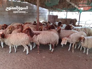  4 نعيمي نعاج للتربيه مداني بيع جمله 45 راس مع تبع