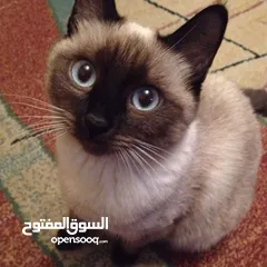  1 Beautiful Siamese cat