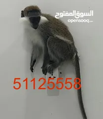  1 للبيع نسناس