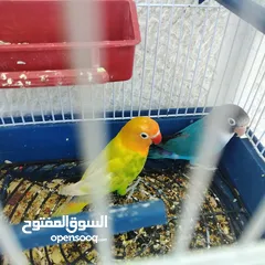  10 جوز فيشر روز آية في الجمال