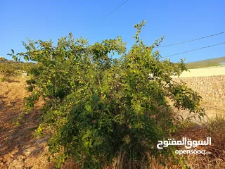  3 ارض للبيع في عجلون/ عنجرة منطقة أبو حاطوم مقابل مطحنة ابو نصير