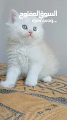  8 كيتنز بيرشن بيور مدربين ومطعمين حشرات 47 يوم