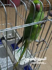  2 ببغاء دره هندي