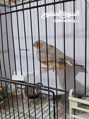  4 زيبرا مكس انقلش