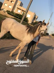  2 حصان عربي واهو