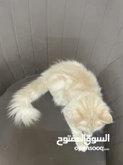  4 قطط شيرازية