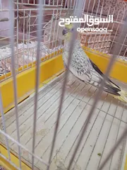  5 عصفور كوكتيل للبيع