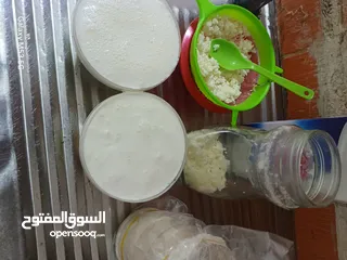  5 فطر الكفير الملقب بالفطر الهندي الحليبي