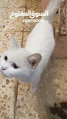  1 5 قطط شيرازي للبيع مع الام