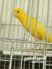  26 جوز كنار بناديق  شغال مع فرخهن