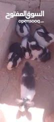  3 أرانب للبيع