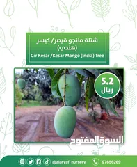  12 شتلات و أشجار المانجو المختلفة لدى مشتل الأرياف بأسعار مناسبة ومنافسة  mango tree