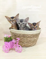 5 Purebred Abyssinian kittens Available  متوفر قطط حبشية أصيلة