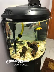  2 BOYU Half moon aquarium (fish and cabinet excluded )