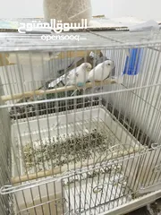  1 طيور بادجى للبيع