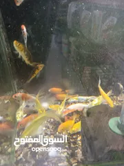  2 باولة كبيرة قطر19سم مع أكل مع سمكة ب