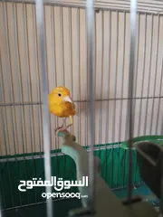  2 حبتين مخليف