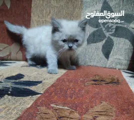  1 قط هملايه بجننن تبني بسعر رمزي جدا العمر 55 يوم