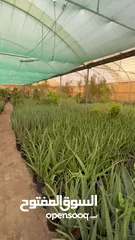  17 Aloe Vera (Large) for Salons *** Clearance Price *** صبار آلوفيرا  للصالونات *** بسعر مغري***