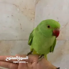  1 Green Parrot friendly