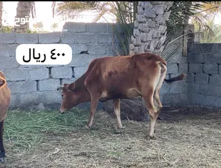  4 أغنام  للبيع بالجملة والمفرد وحلال طيب