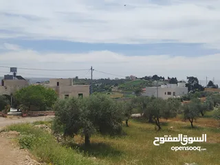  12 دنم مميز بطنا ع شارعين قرب شارع الستين الجديد